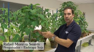 Aula prática sobre identificação de doenças da soja