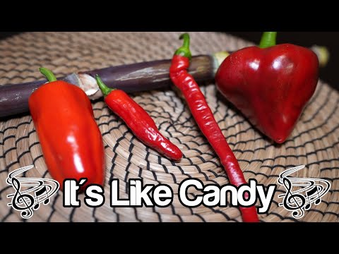 Top 4 Sweet Peppers You Should Grow!