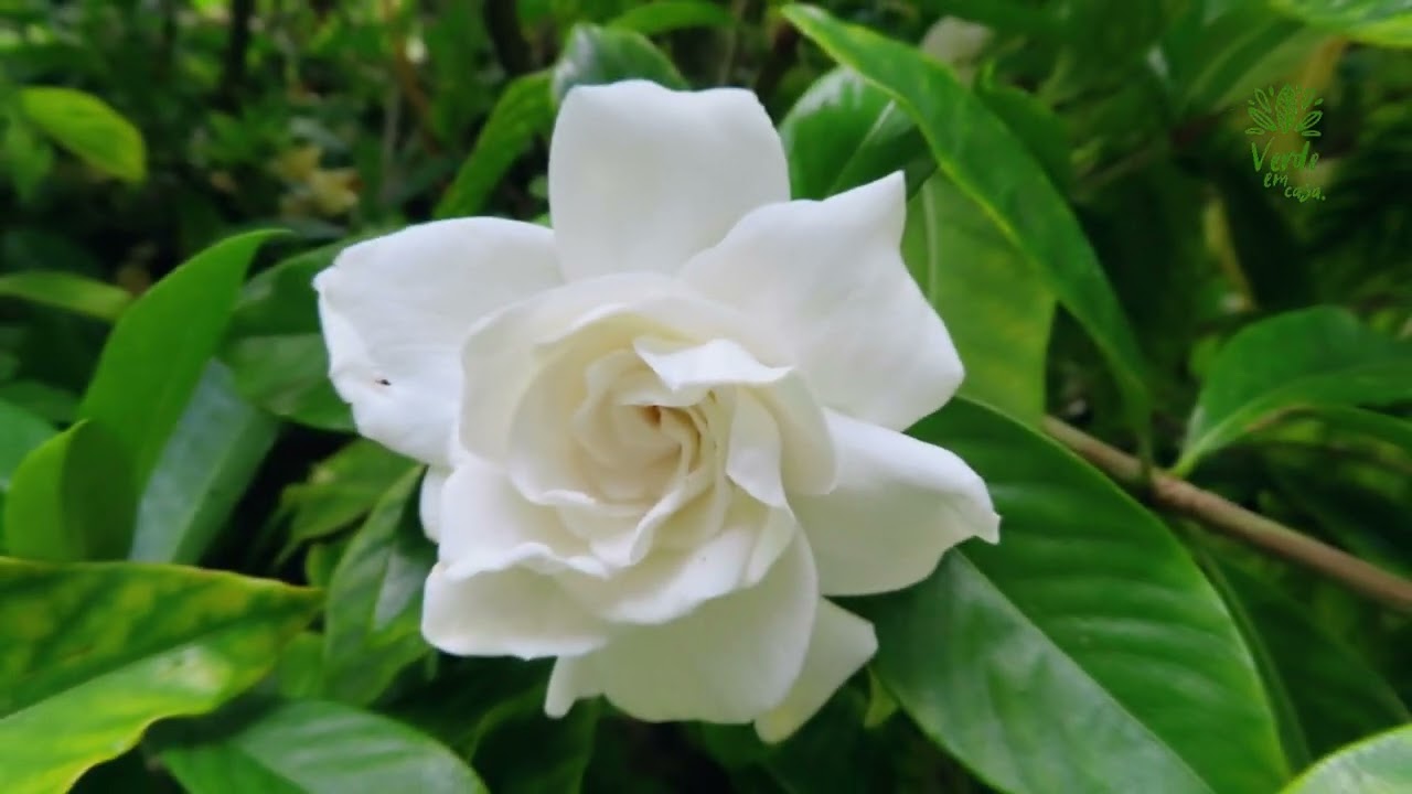 10 plantas que não podem faltar no seu jardim