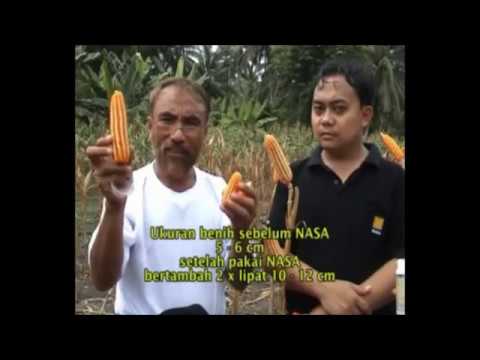 Masalah dengan potensi bagaimana menenangkan Ayam paling gemuk di vagina terkecil