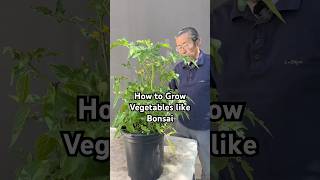 How to Grow Garden Vegetables like Bonsai #bonsai #bonsaitree #gardening #plants #vegetables #shorts