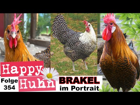 Beautiful speckled chickens: Brakel breed profile with Goldbrakel + Silverbrakel HAPPY CHICKEN E354