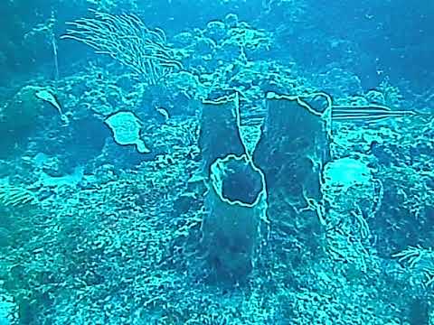 20180206 Antigua Jolly Harbour - Trumpet fish2 close up and Giant Sand dollar