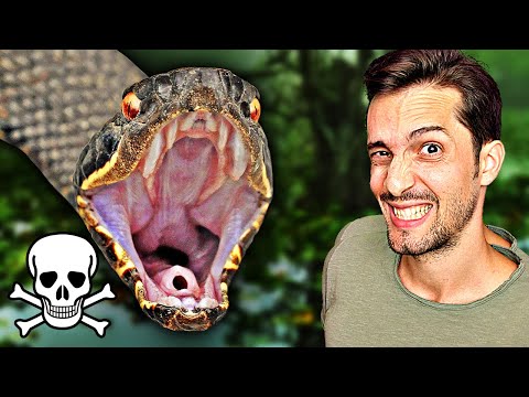 Diese Giftschlange hat das ultimative Waffenarsenal! ⚠️🐍