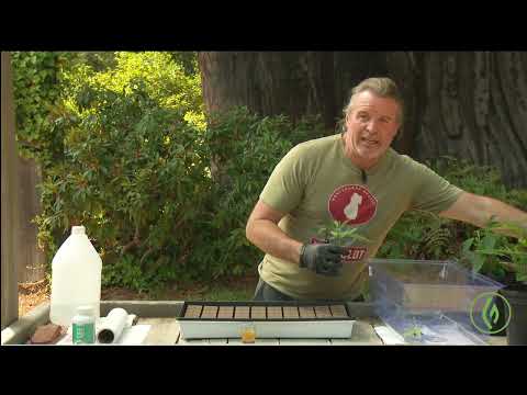 DIY: Creating Cannabis Clones / Kevin Jodrey / Ganjier