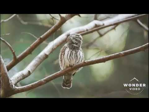 Ahama ito marsada band