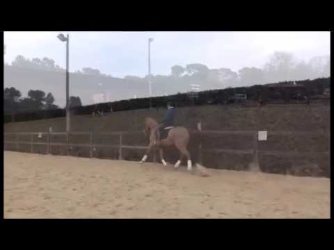 Mare 4 years old KWPN (Apache X Farrington)