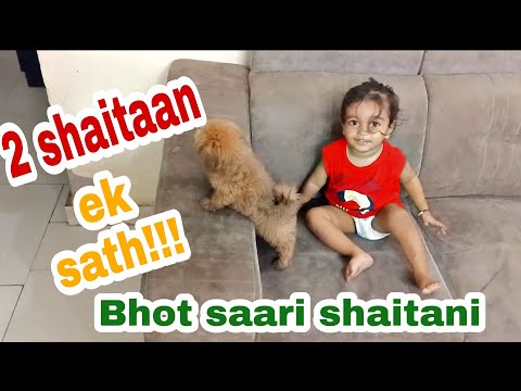 Shaurya or puppy ki shaitaani