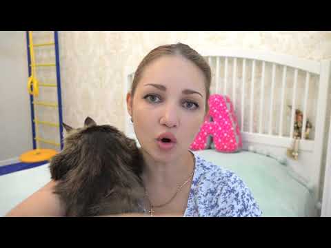 Почему у моей кошки нет хвоста ?