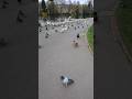 Mourning dove call / coo / sounds | Bird #shorts #17