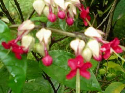 PKAH ORCHIDAY - ROS SEREYSOTHEA