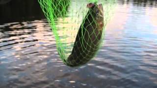 preview picture of video 'Rainbow Trout - fishing @ Heinola, Rautjärvi, Finland -08'