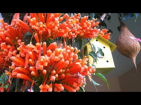 download lagu mp3 mp4 Pyrostegia Venusta, download lagu Pyrostegia Venusta gratis, unduh video klip Pyrostegia Venusta