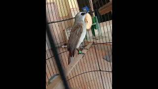 Download lagu Trucuk Gacor Jawara LomBa 5Jt Tidak Dikasih 😁🤣😂 mp3