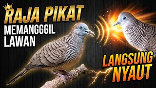 Download lagu Perkutut lokal gacor RAJA PIKAT memanggil lawan Ahlinya bikin burung perkutut gacor nyaut mp3