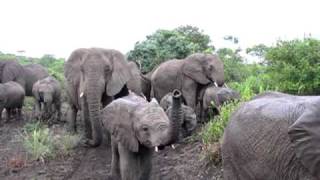 Thula Thula Elephants