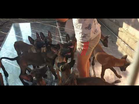 pui ciobanesc belgian malinois de vanzare cu pedigree