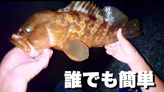 幻の高級魚アコウ「キジハタ」の最も簡単な釣り方が判明しました。