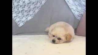 ハーフ犬の動画01