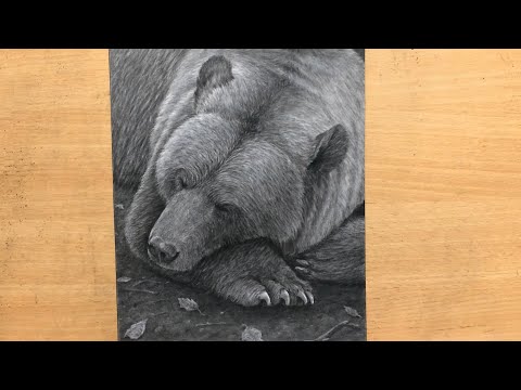 Sleepy Bear Charcoal Drawing