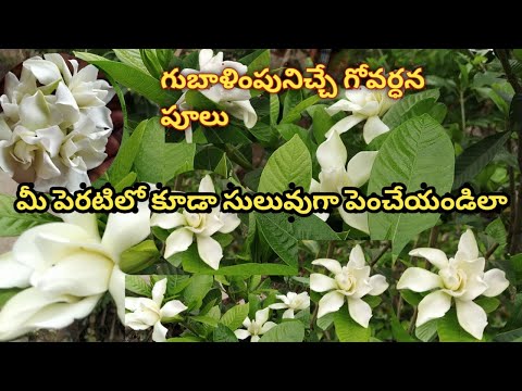 గోవర్ధన మొక్క సులువుగా పెంచేయండిలా (About govardhan plant). @natureandvintage2103