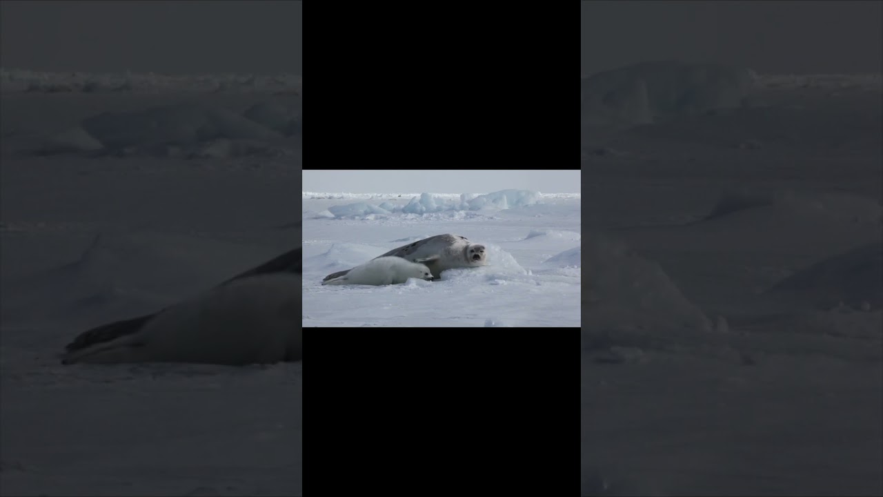 Voices of baby harp seal / アザラシの赤ちゃん鳴き声集