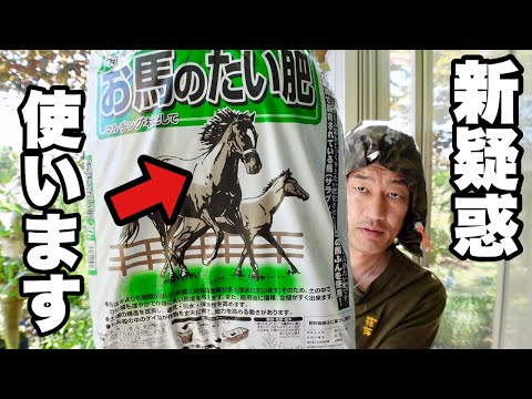 冬に庭で馬糞を使用するにはどうすればよいですか？利点、アドバイス、使用方法  庭園