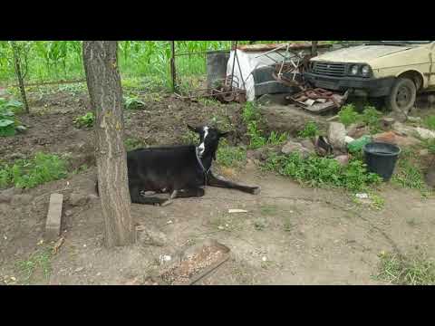 Să ne promovăm județul - Calarasi City, Tonea County, Valcelele County