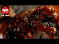 Chestburster Scene Alien Resurrection 1997 4K Movie Clip