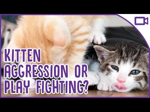 How to STOP Aggression in Kittens! Playing or Fighting?