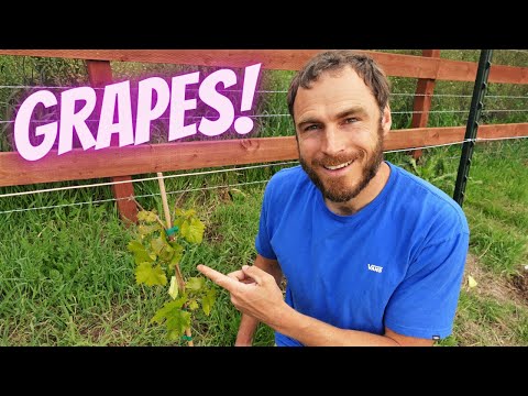 Building a Grape Trellis | Top Wire Cordon