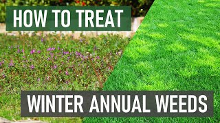 How to Treat Winter Annual Weeds (Henbit, Deadnettle, Chickweed, & More!)