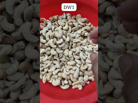 Solitaire DW1 Cashew
