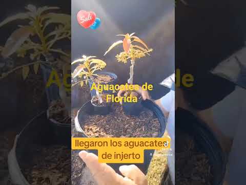 aguacates de Florida