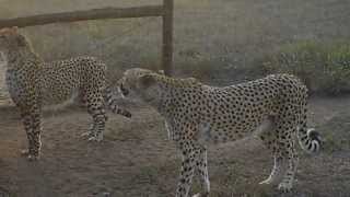 preview picture of video 'Cheetah feeding - Cats of Endoneni'