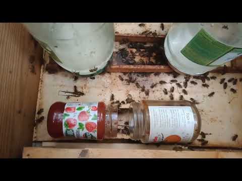 Ule pod śliwką nr 1 VID2023 08 29 08 16`46``