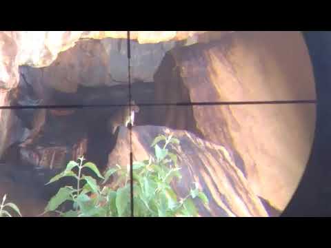 carabina de pressão Jade pro  5.5 na Caça de mocó com luneta 4x32