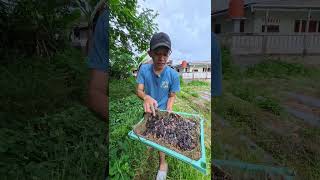 Download lagu FLYING EMPRIT BIRDS WITH THIS MANY RESULTS #birds mp3