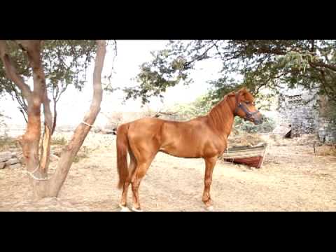Arabe horse - Silver
