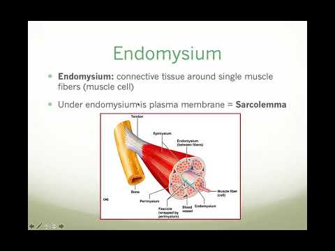 Muscular System (Biology 155)