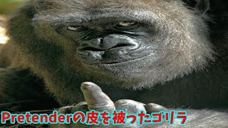 【ノリで！歌ってみた】Pretenderの皮を被ったゴリラ