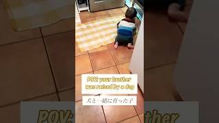 Life with a dog and a baby. 🤍❤️ #samoyed #サモエド #dogandbaby #shorts #kawaii