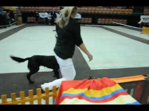 CACIB Katowice 22.03.2015 wyżeł niemiecki długowłosy (2)