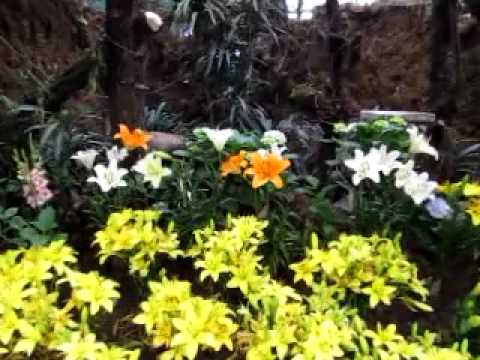 Gangtok Flower Garden Ashim