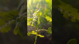 Download lagu cinematic pagi hari #cinematic30detik #aestheticvideo #mentahanvideo #shorts#cinematicalam#storywa mp3