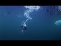 Ducks Diving For Mussels Planet Earth BBC Earth