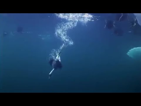 1st YouTube video about how long can ducks hold their breath