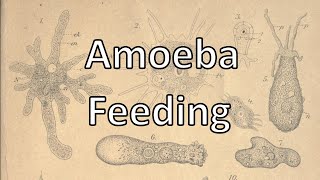 Amoeba feeding