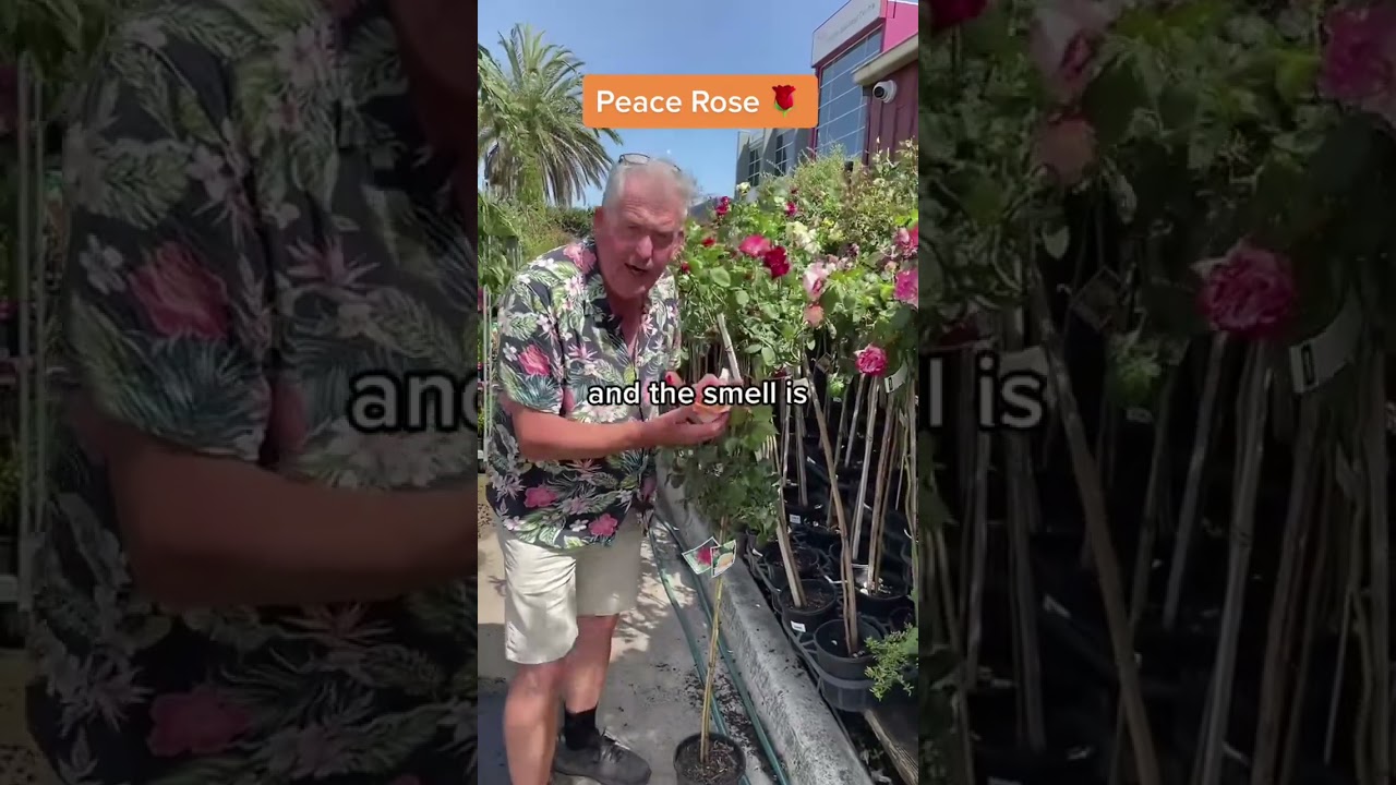 NOW is the Perfect Time to Buy Roses - Come Check Out Our Peace Rose