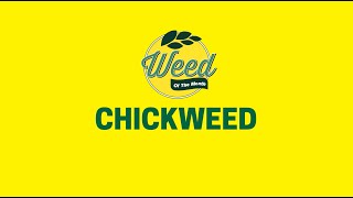 Chickweed - How to Identify and Get Rid of It